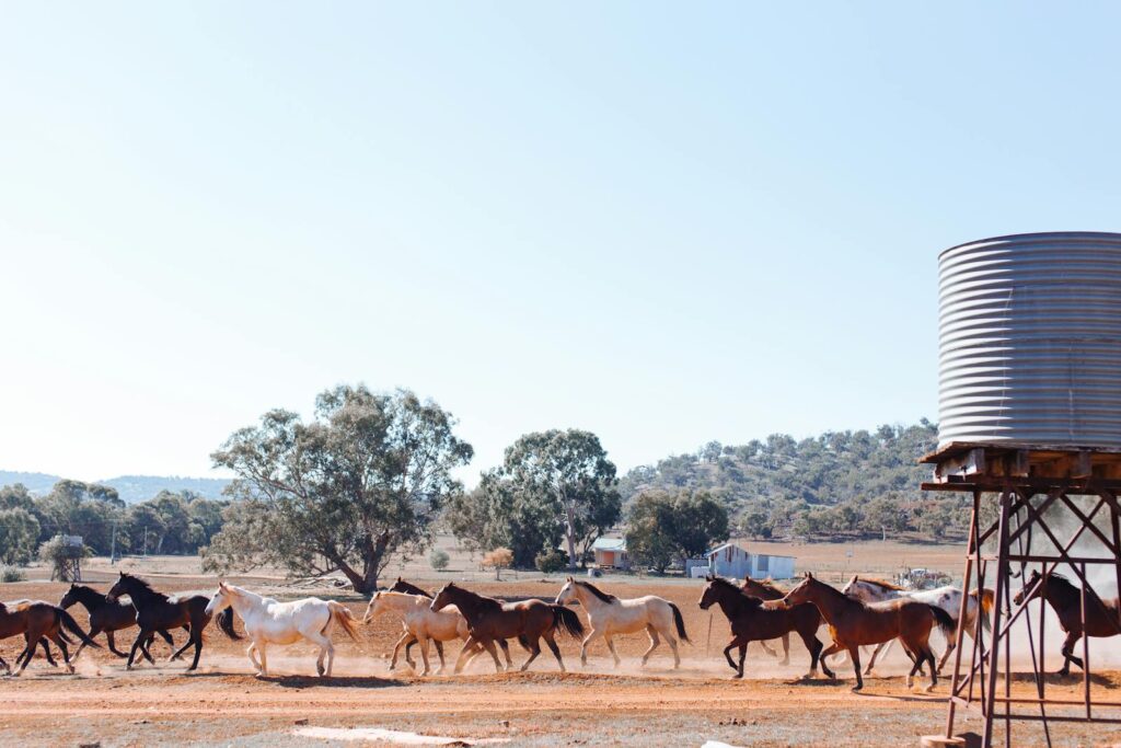 Herd of wild horses running freely in a vast countryside landscape.