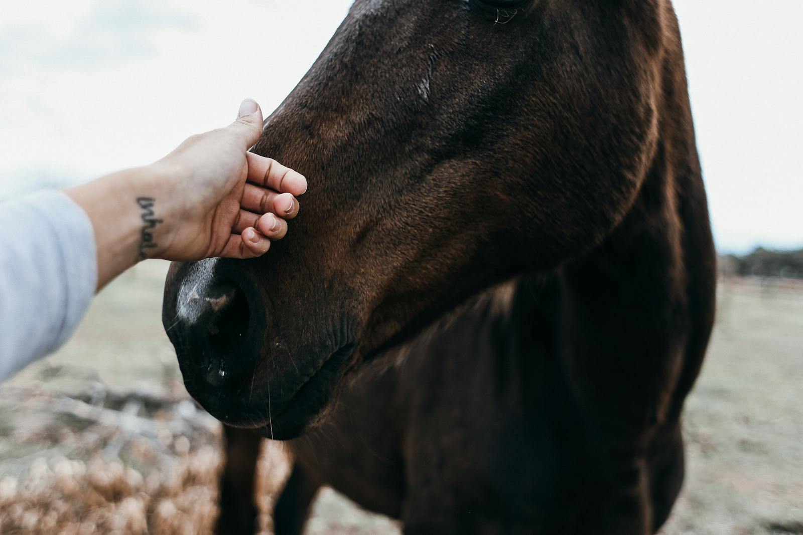 Close-up of a hand gently touching a horse's nose in a natural setting.