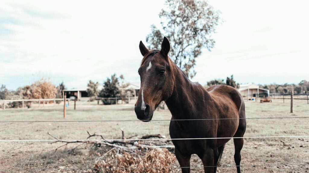 Majestic brown horse grazing in a countryside pasture behind a wire fence.
