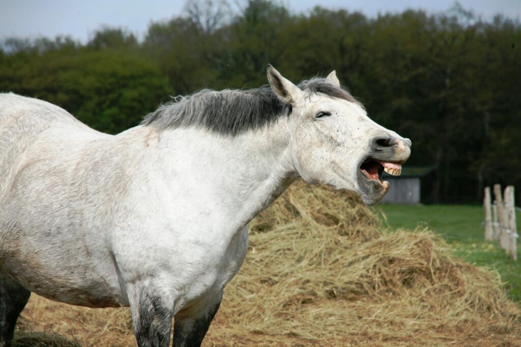 White horse neighing in an open field