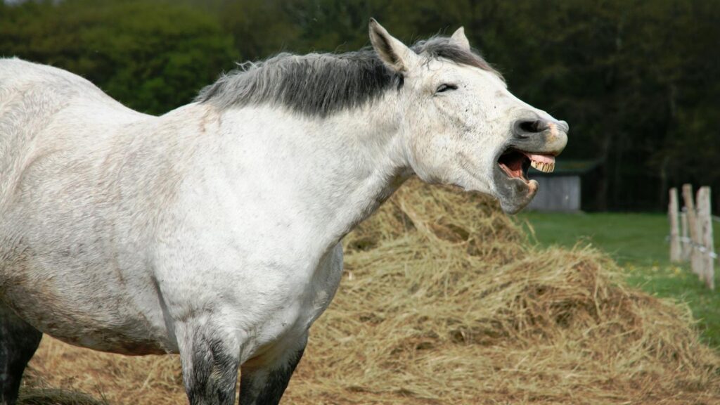 A white horse neighing in an open field near haystacks on a farm.