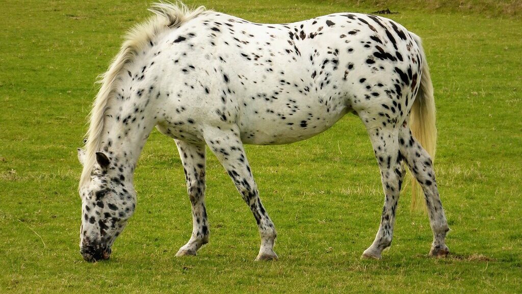 a horse eating the grass