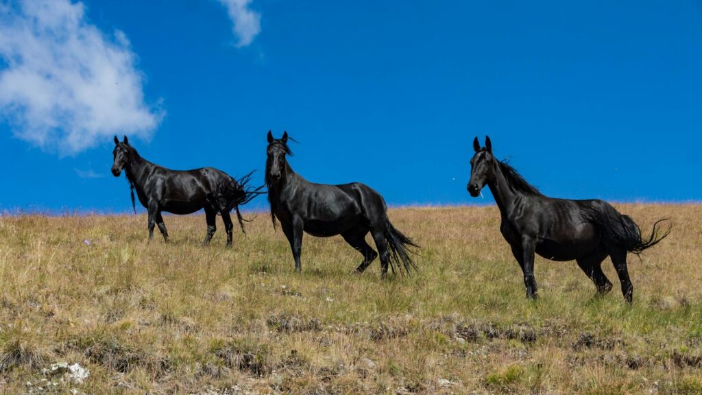 Three black horses galloping freely in a rural field under a vibrant blue sky.