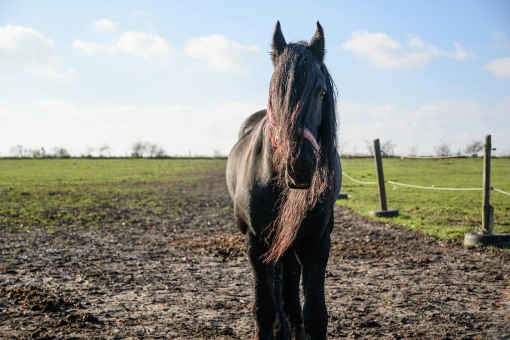 Black horse stands majestically in a sunny rural pasture