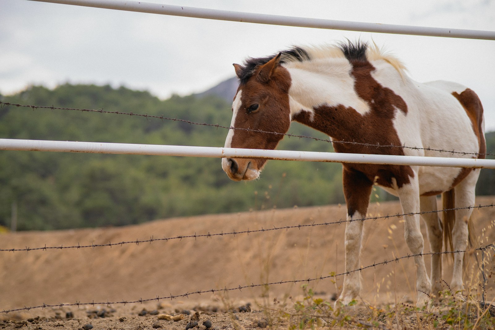 A horse behind a fence