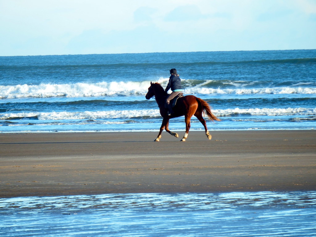 A day to exercise horses