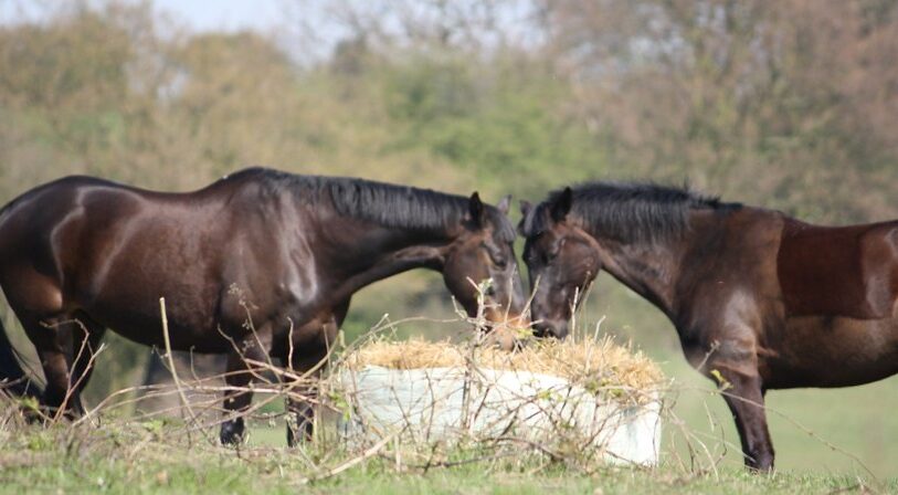 two horses eating feed
