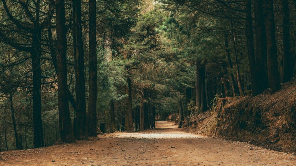 a dirt road in the middle of a forest