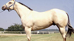 A white horse standing in the grass filed