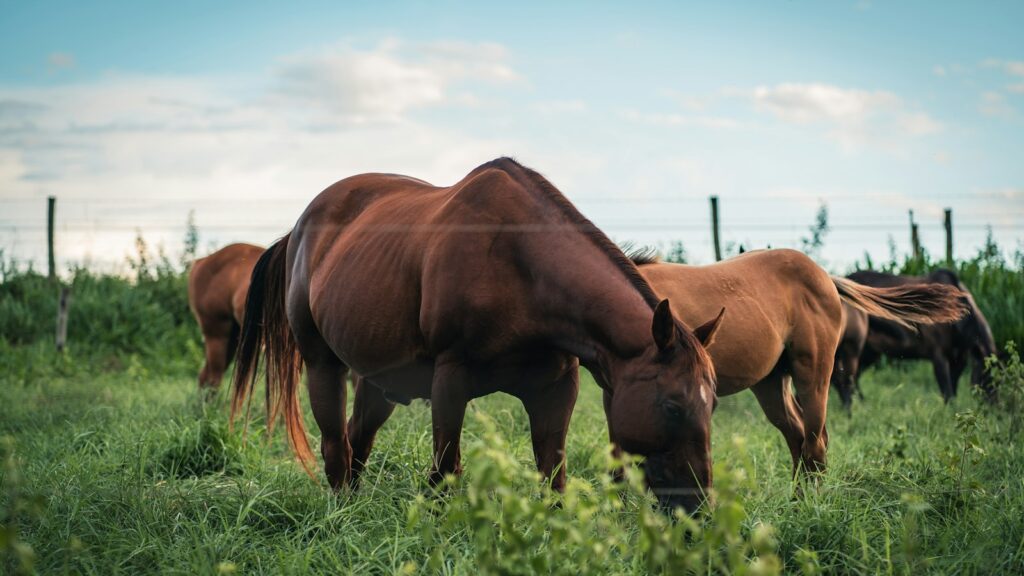 brown horse on green grass field during daytime