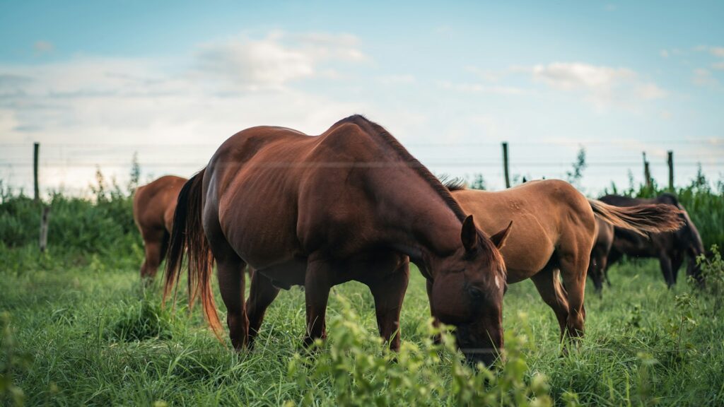 brown horse on green grass field during daytime