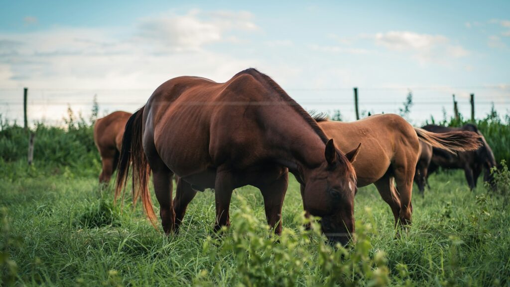 brown horse on green grass field during daytime