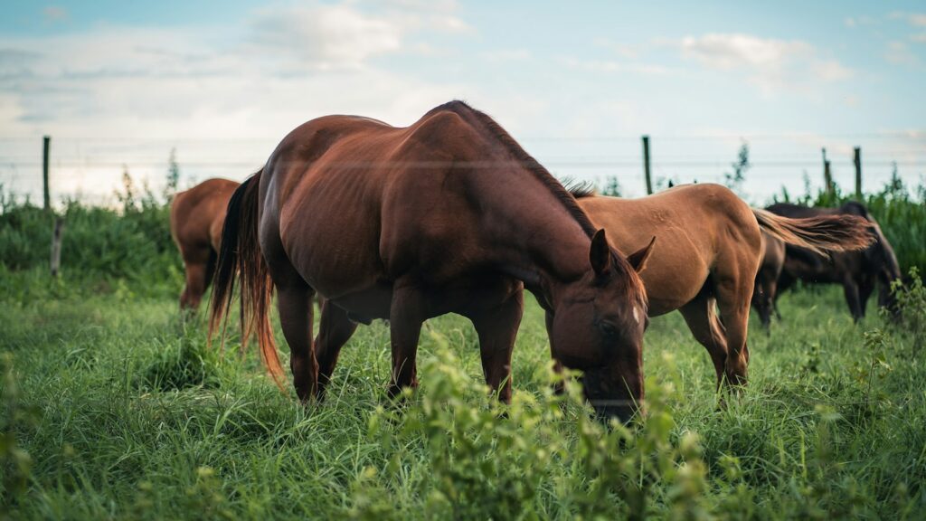 brown horse on green grass field during daytime