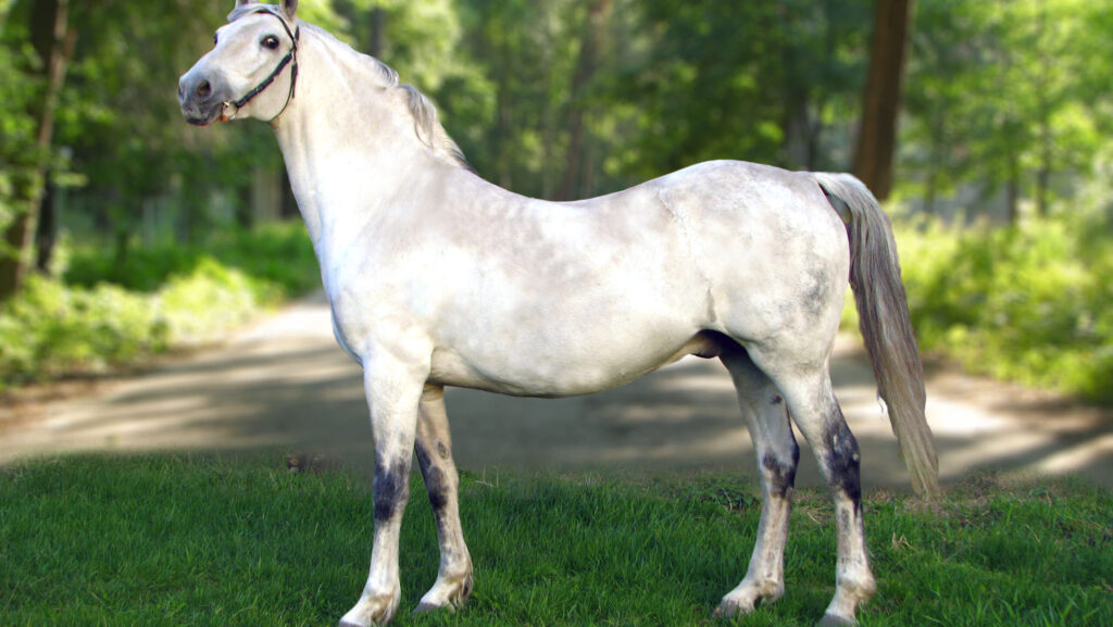A white horse standing in the green fileld