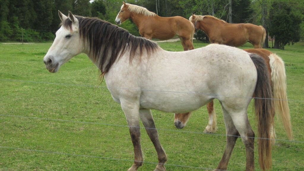 three horses in the green field