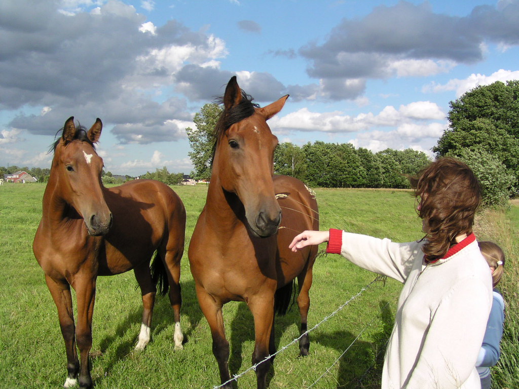 The horse(s) whisperer