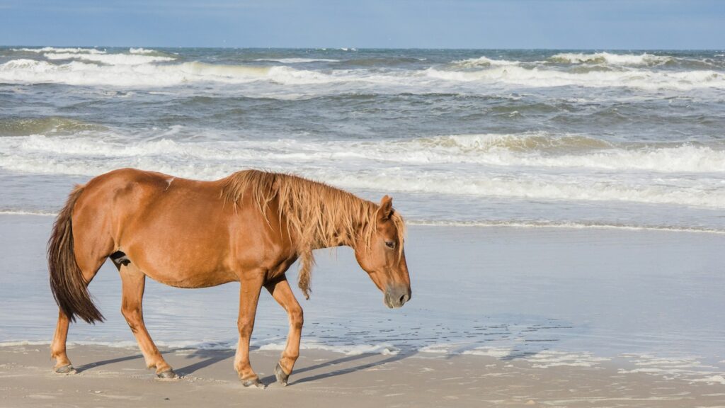 a brown horse standing on top of a sandy beach