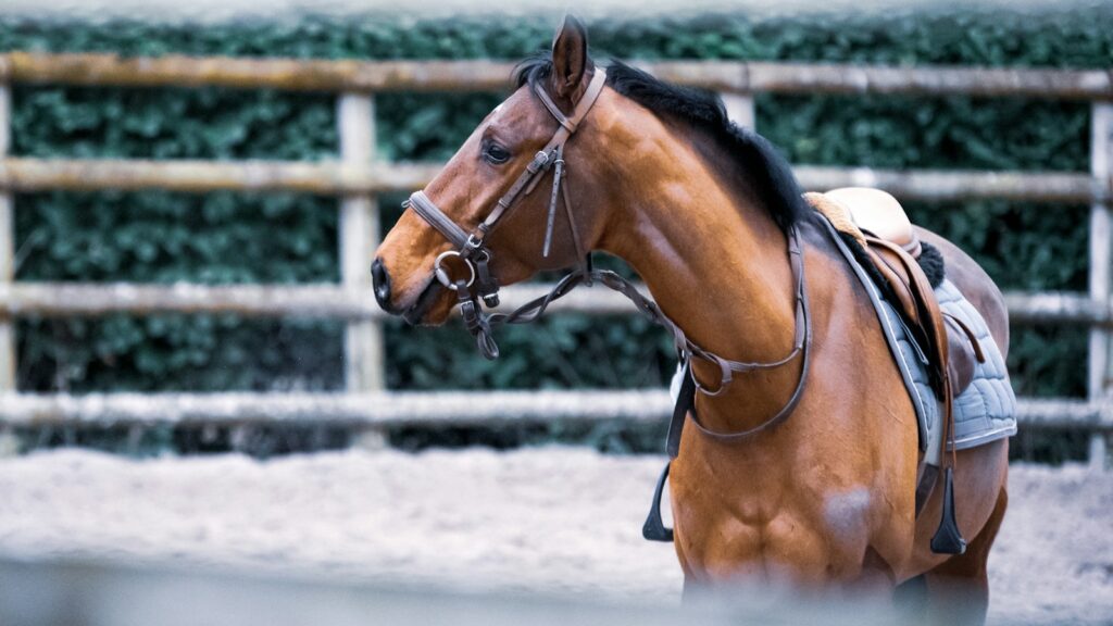 brown horse standing in the snow
