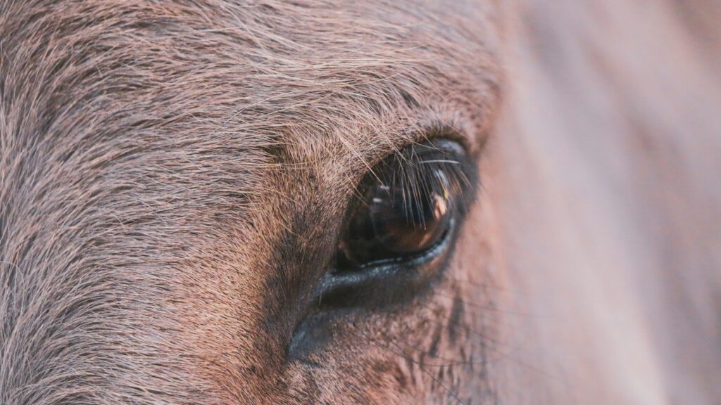 close up photo of animal eye