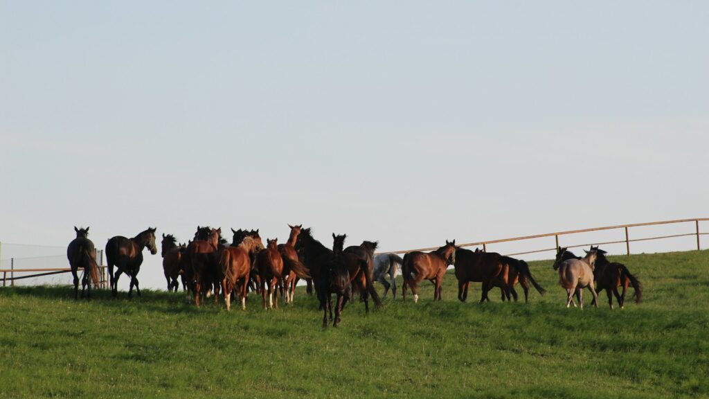 a herd of horses standing on top of a lush green field