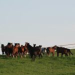 a herd of horses standing on top of a lush green field