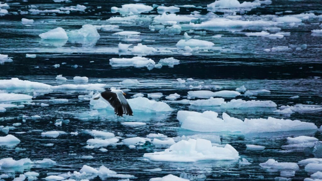 white and black bird on ice
