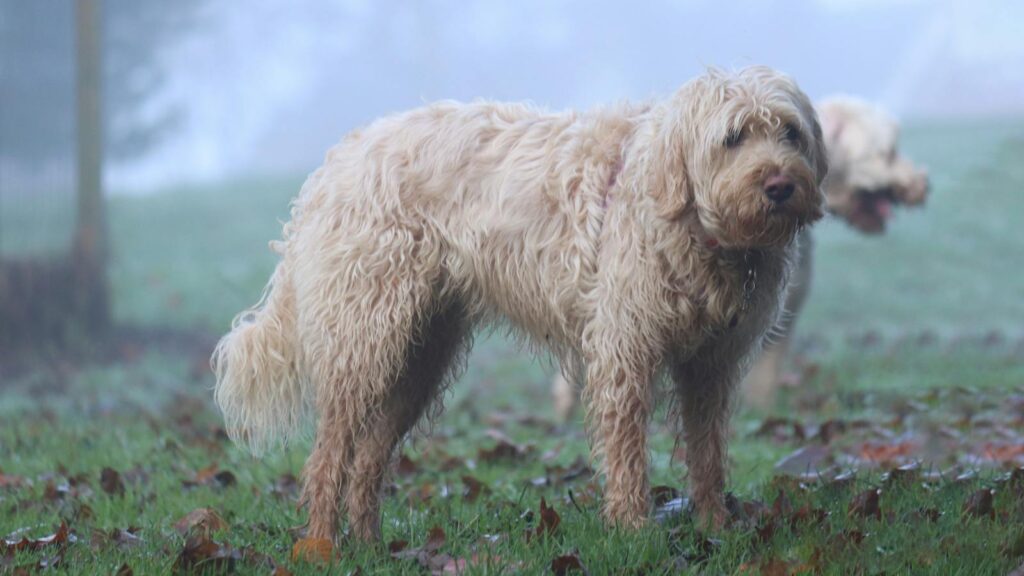 A wet otterhound dog standing on grass in a misty park setting.