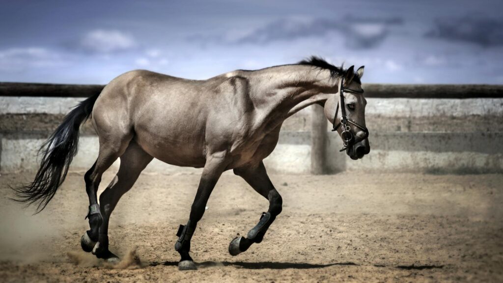 Elegant horse running on sand in a fenced outdoor arena.