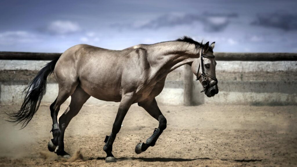 Elegant horse running on sand in a fenced outdoor arena.