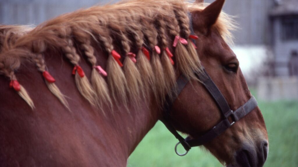 a brown horse with braids on it's head