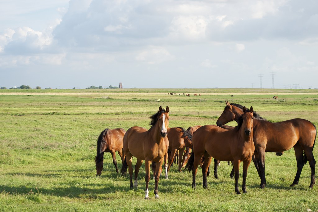 Herd of horses