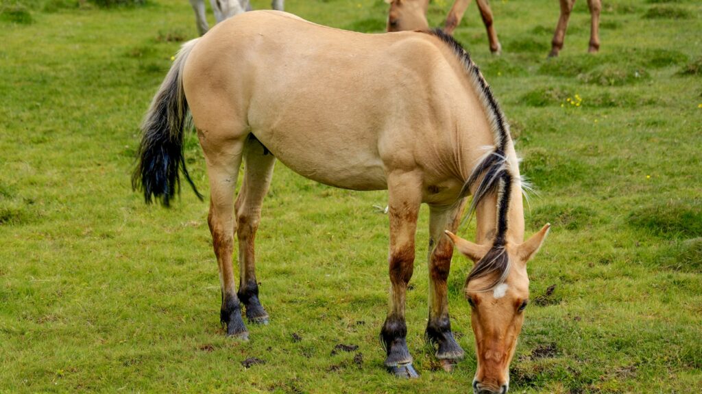 A group of horses standing on top of a lush green field