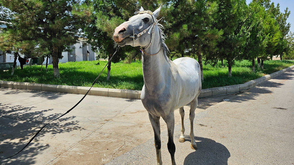 A silver horse standing on road