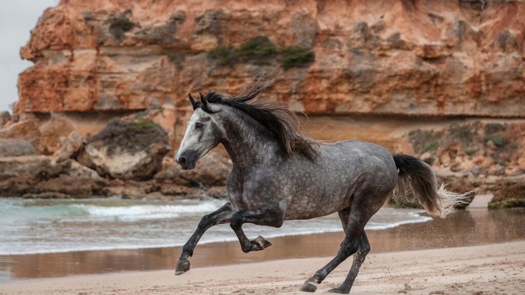 A stunning grey horse gallops along the sandy beach in Conil de la Frontera, Spain.