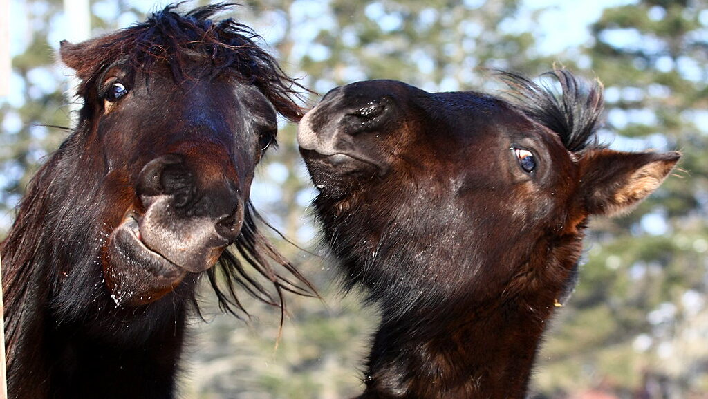 Angry horses
