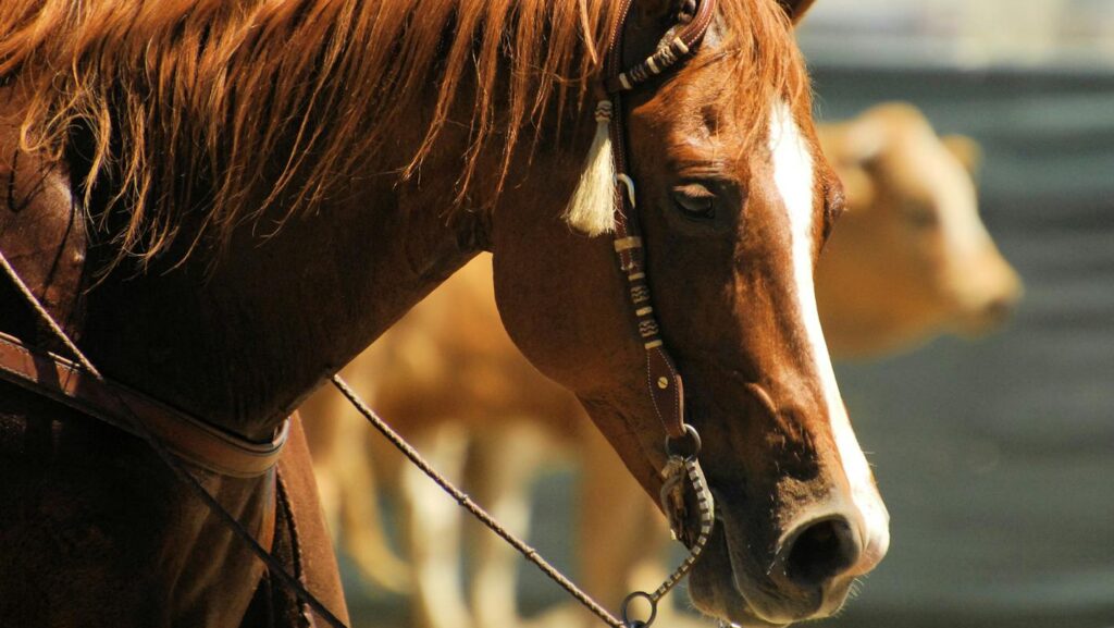 Close-up portrait of a brown horse with equestrian gear outdoors.