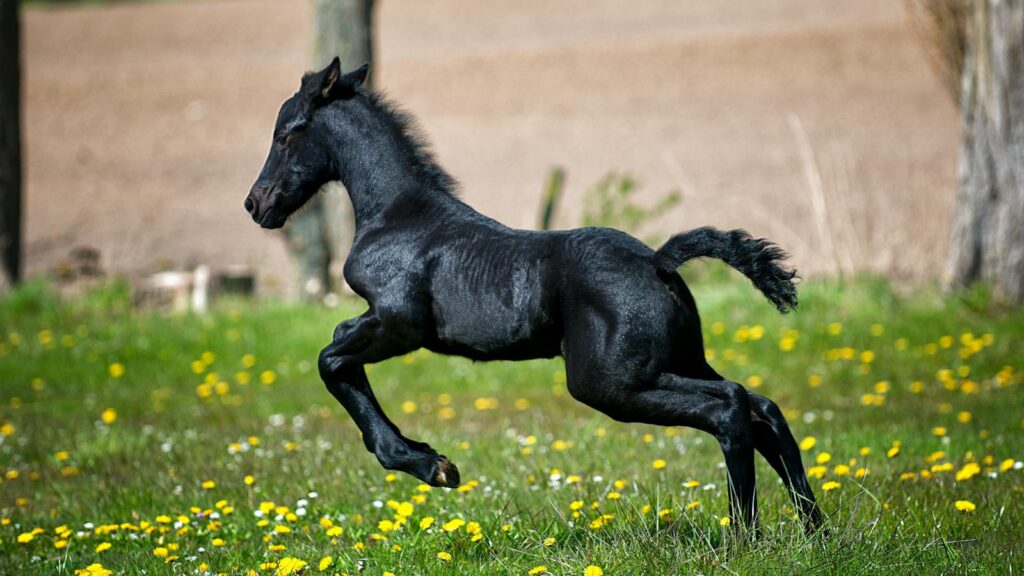 A lively Friesian foal gallops across a bright, spring meadow filled with yellow wildflowers.