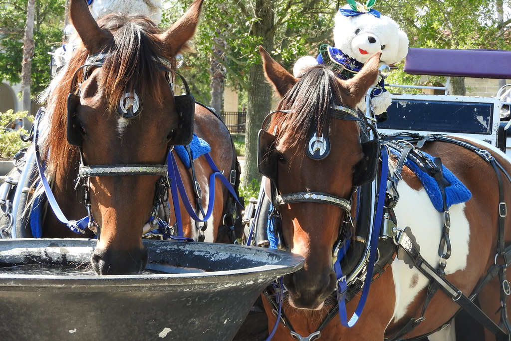 Carriage horses water break