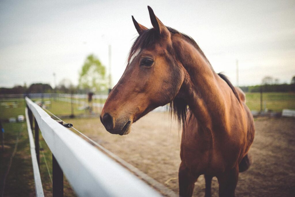 Close-up of a brown horse enjoying a sunny day