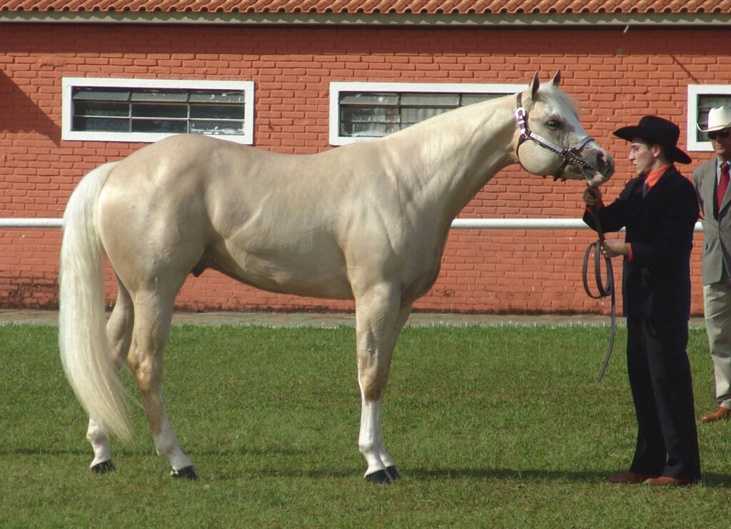 Quarter Horse