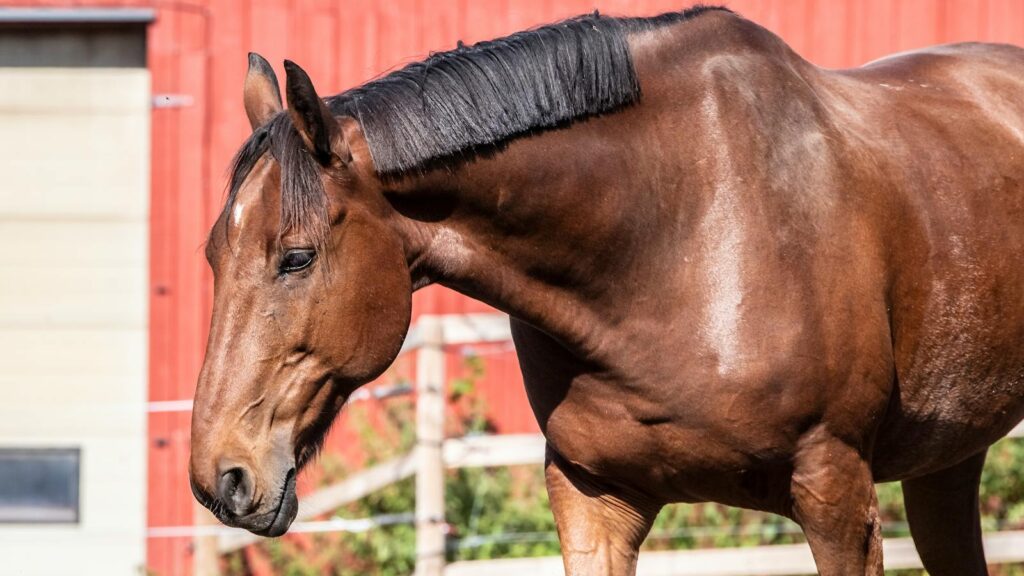 A close-up of a brown horse against a red barn backdrop, basking in sunlight.