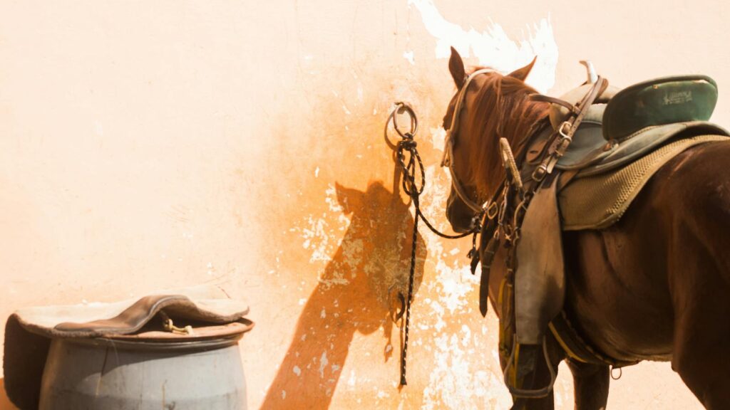 A saddled horse stands tied to a worn wall, creating a rustic scene in Brazil.