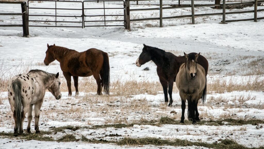 Four horses standing in a snow-covered pasture in Swan Valley, Idaho, showcasing winter equine life.