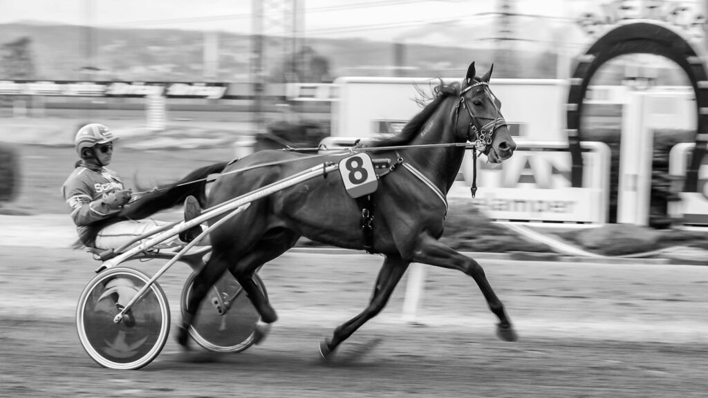 Black and white image of a harness racehorse and rider in action on the track.