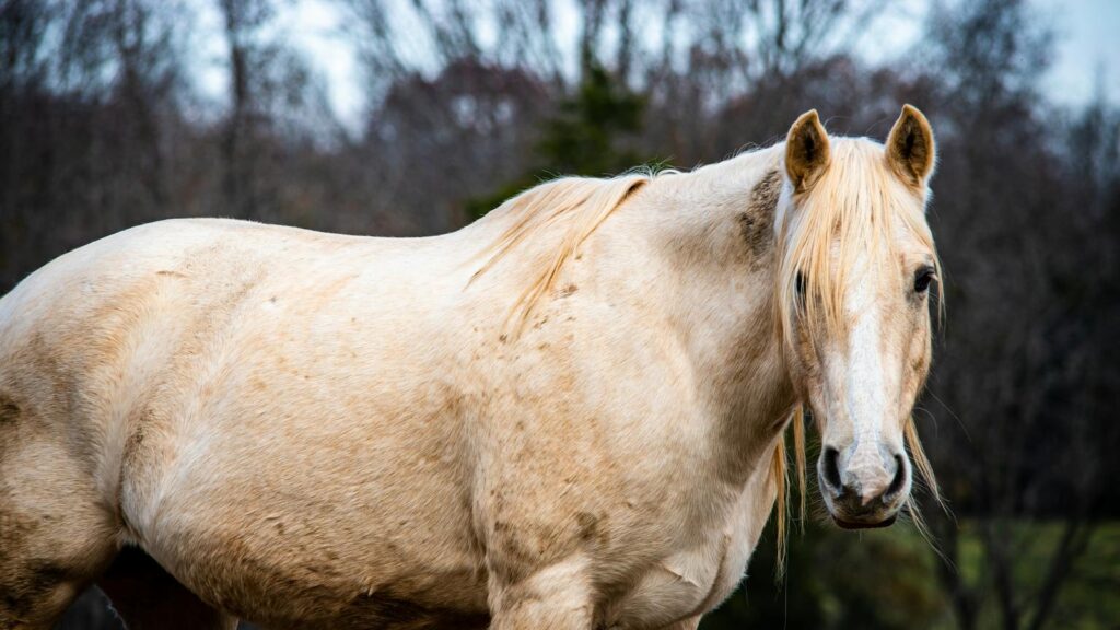 A beautiful white horse stands in a serene field