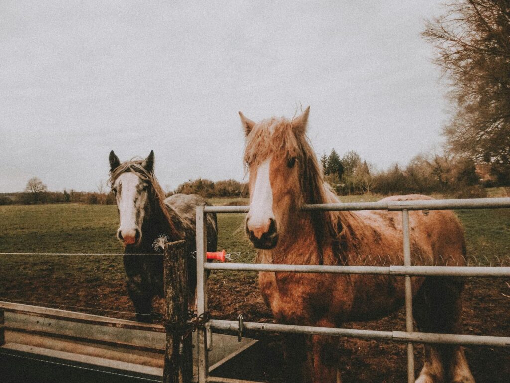 Two Clydesdale horses behind a fence in a rural pasture