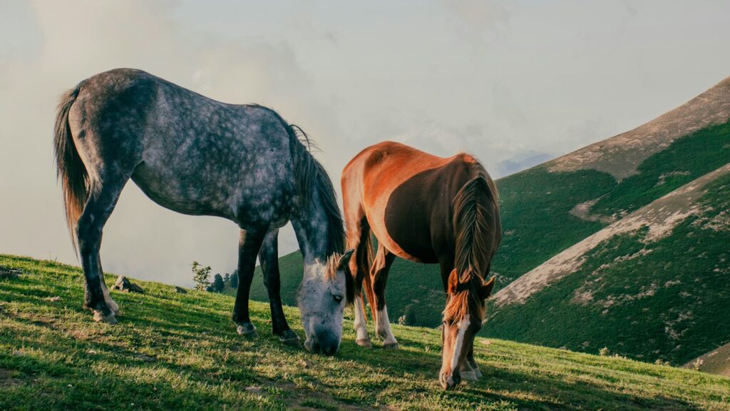 Two horses graze peacefully on a grassy hill.