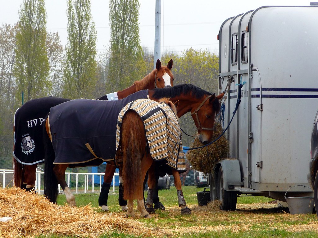 Horses feeding