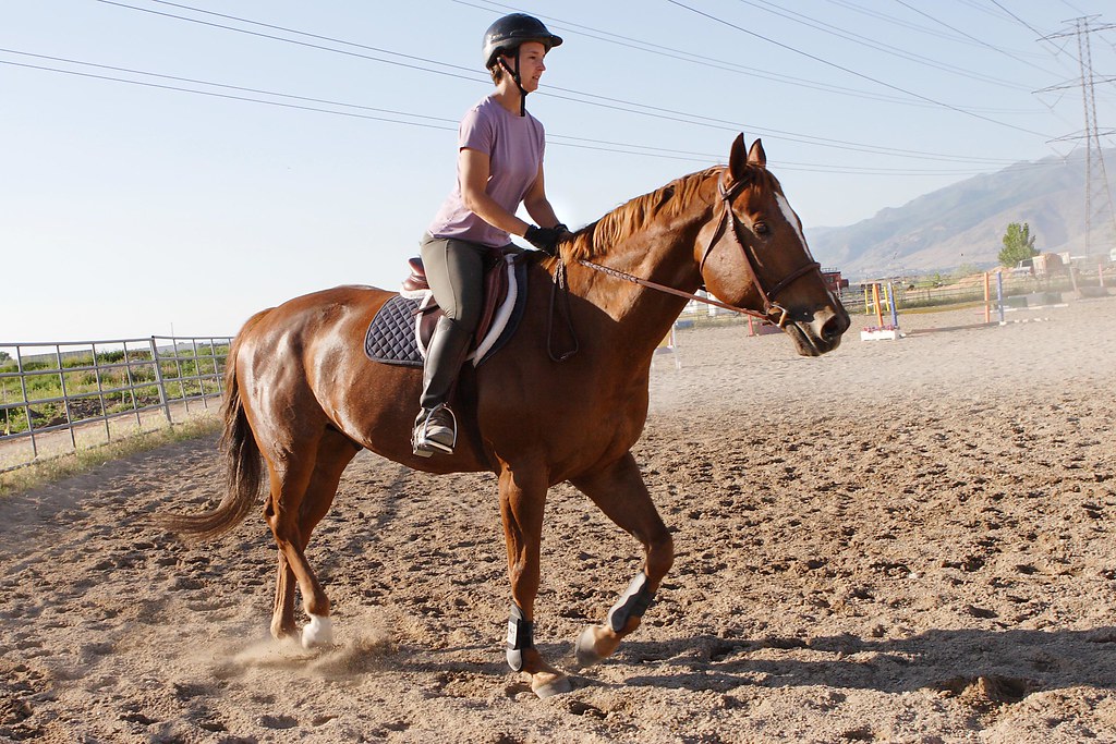 Horse trotting