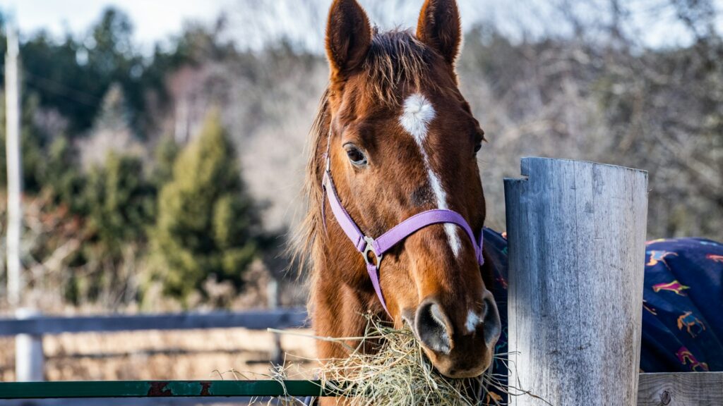 brown horse eating grass during daytime